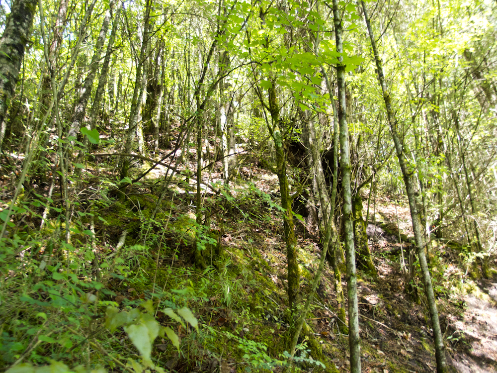 P5220379.jpg