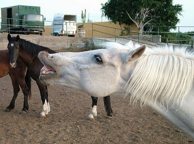 horse_photobombs_12.jpg