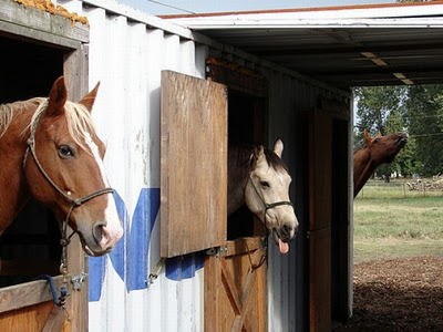 horse_photobombs_14.jpg