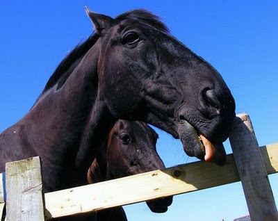 horse_photobombs_16.jpg