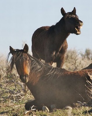 horse_photobombs_17.jpg