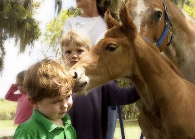 horse_photobombs_21.jpg