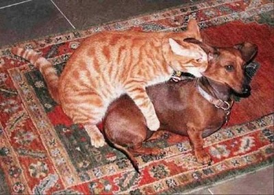 unlikely_animal_friendships_05.jpg