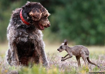 unlikely_animal_friendships_12.jpg