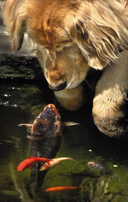 unlikely_animal_friendships_15.jpg