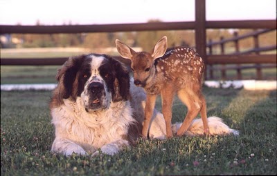 unlikely_animal_friendships_26.jpg