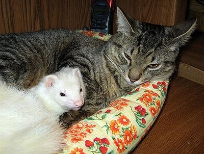 unlikely_animal_friendships_29.jpg