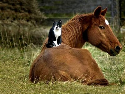 unlikely_animal_friendships_30.jpg