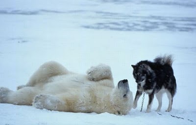 unlikely_animal_friendships_31.jpg