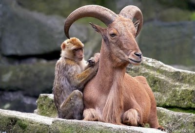 unlikely_animal_friendships_32.jpg