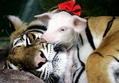 unlikely_animal_friendships_37.jpg