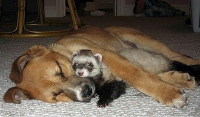 unlikely_animal_friendships_41.jpg