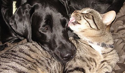 unlikely_animal_friendships_45.jpg