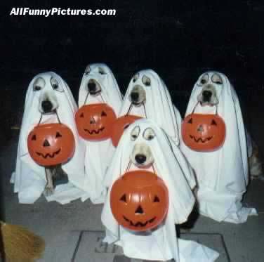 dogghosts.jpg