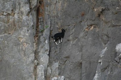 crazy_goats_27.jpg