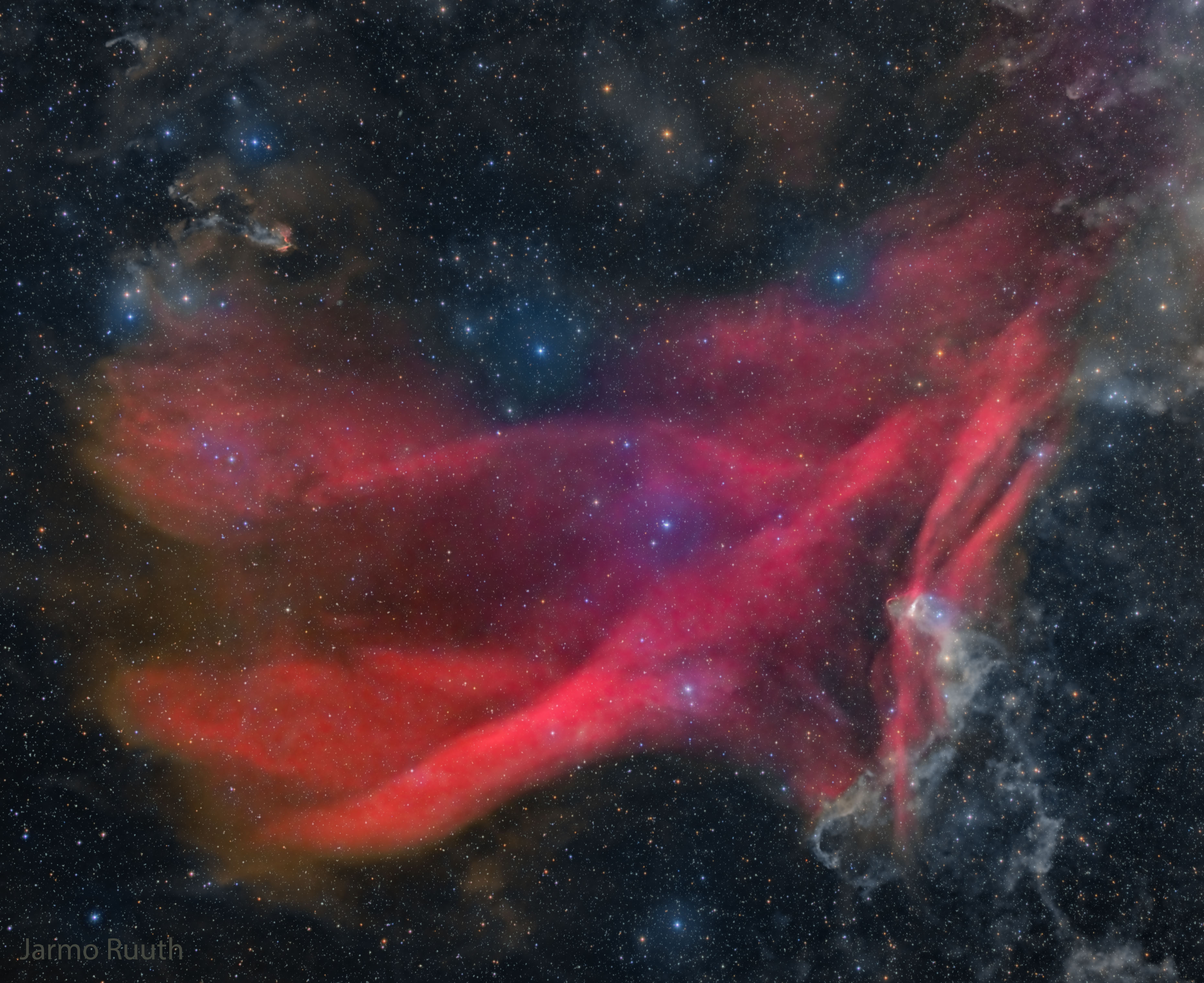 GreatLacerta_Ruuth_3719.jpg