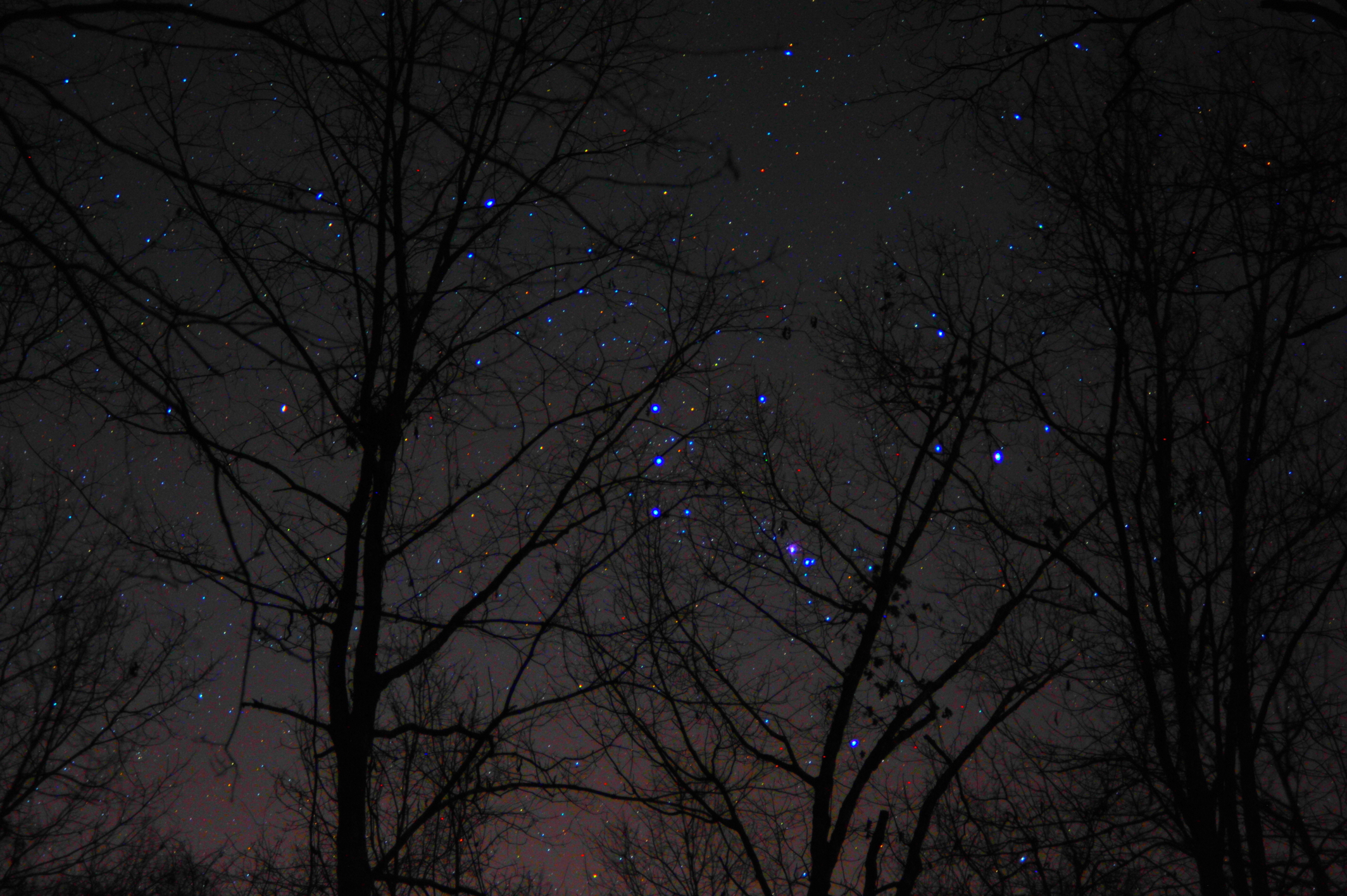 OrionTrees123019Westlake.jpg