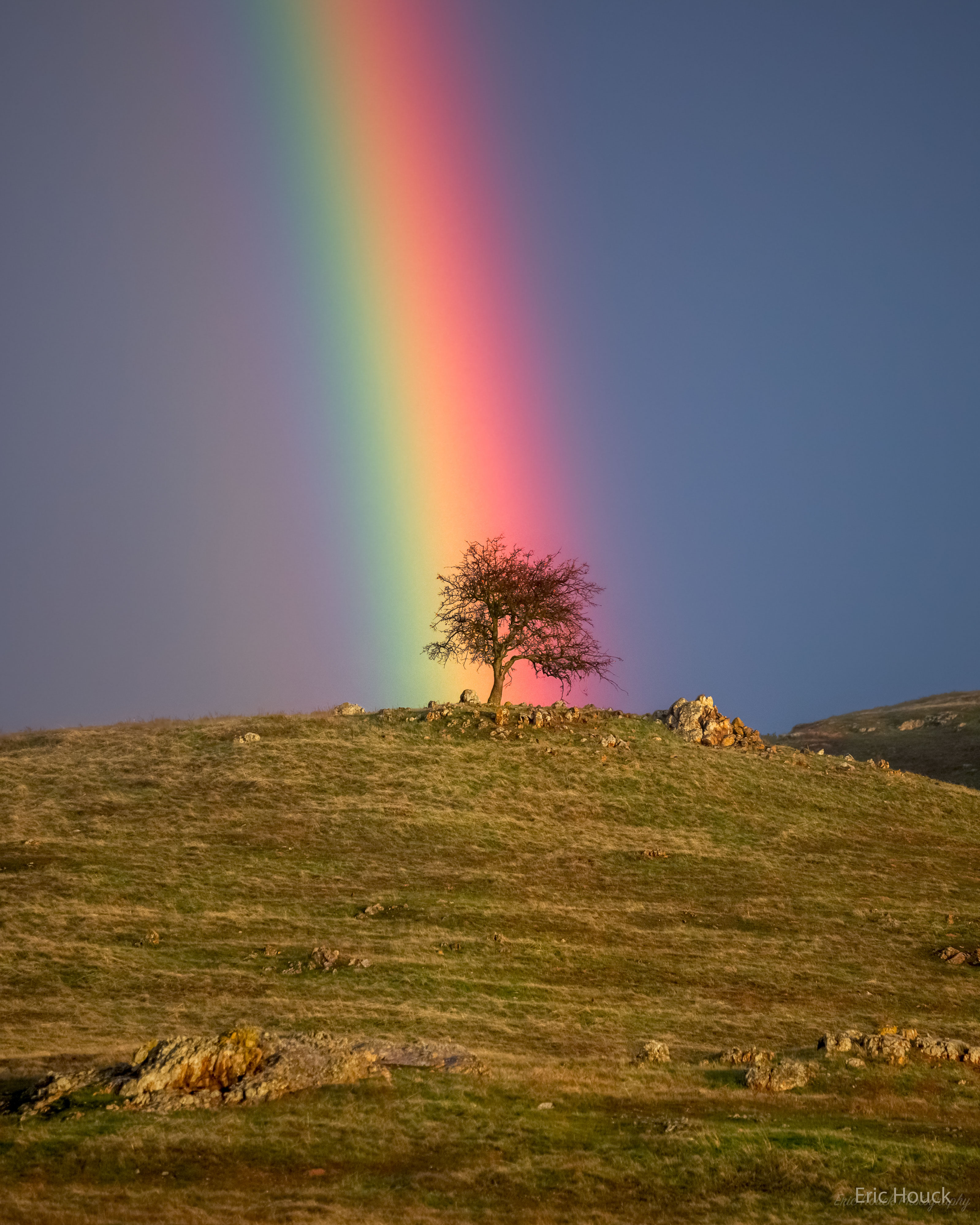 RainbowTree_Houck_3198.jpg