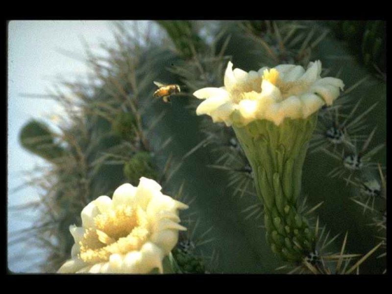 Natural09.jpg