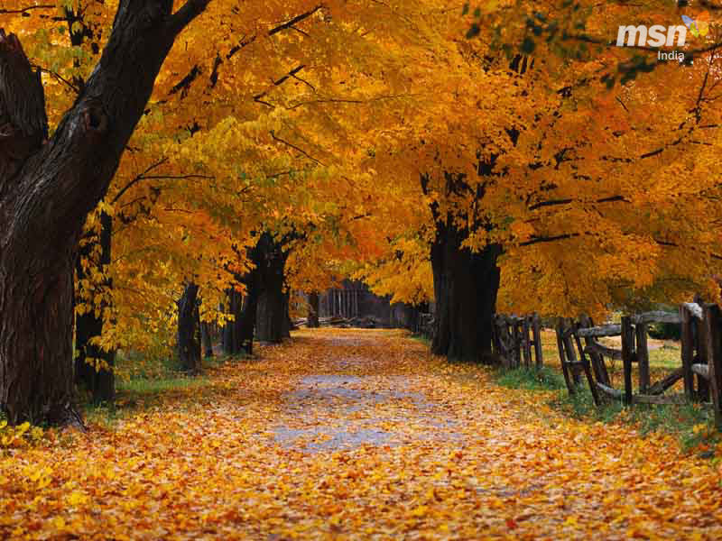 autumn_800.jpg