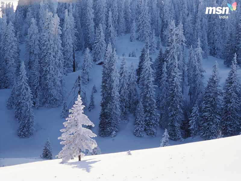 snowtrees_800.jpg